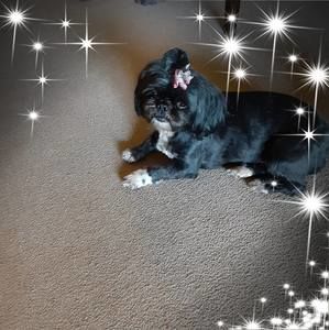 Meet your Posher, Faye